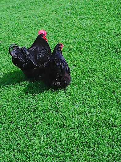 13133287_1177728892271772_1210501439187560419_n