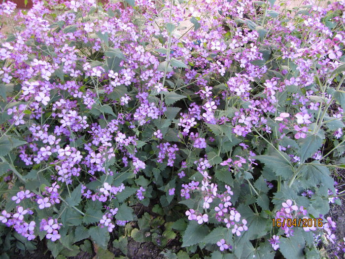 Lunaria - Flori de gradina-2016-Primavara