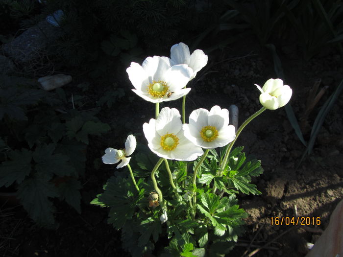 Anemone sylvestri - Flori de gradina-2016-Primavara
