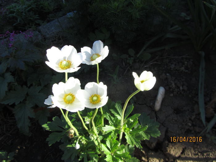 Anemone sylvestri - Flori de gradina-2016-Primavara