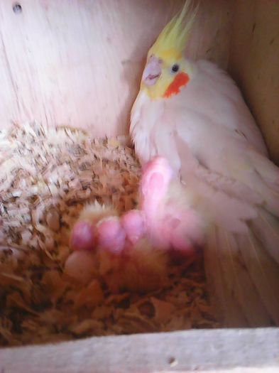 13124471_1177728832271778_9112267940282055955_n