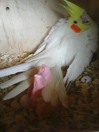 13092180_1177728812271780_6004575735376754881_n - Ninfe