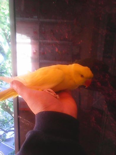 13164229_1177728608938467_3393822764962780366_n - micu alx