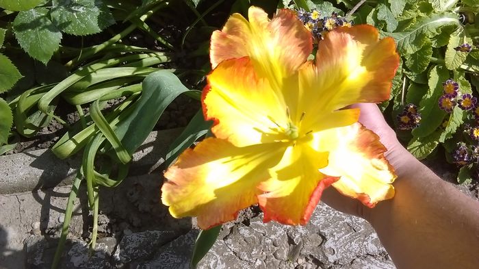 IMAG0397 - Primavara 2014-2018