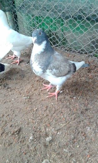 13153321_852685584875259_710534322_n - Tineret AGH 2016