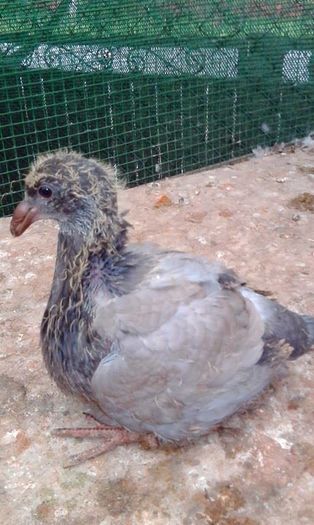 13090169_848271208650030_1637801863_n - Tineret AGH 2016