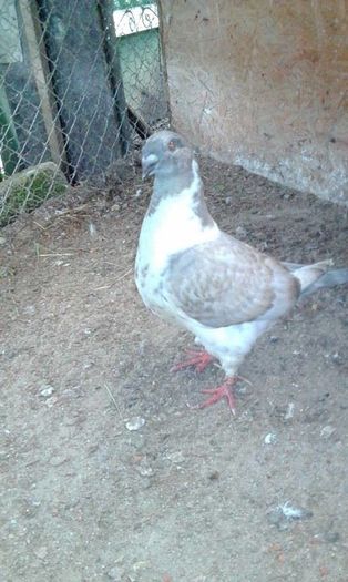 13181042_852685701541914_1421639206_n - Tineret AGH 2016