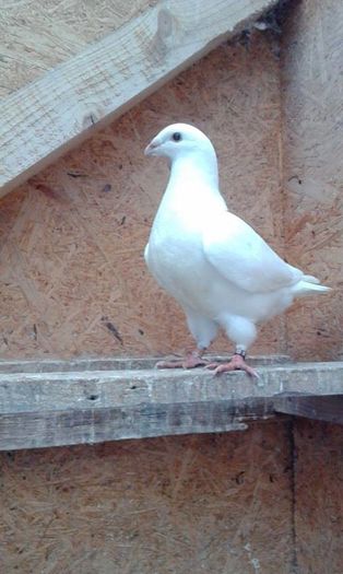 13153300_852685518208599_425816432_n - Tineret AGH 2016