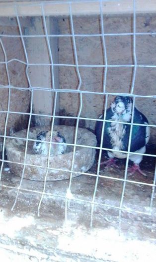 13115843_852686174875200_698515839_n - Tineret AGH 2016