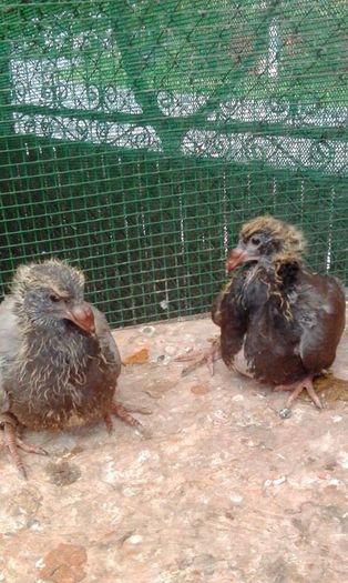 13081811_848271088650042_951082700_n - Tineret AGH 2016