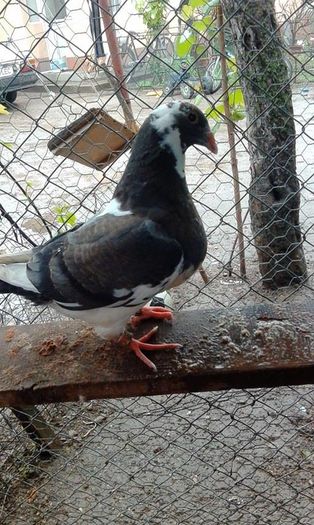 13084130_848272745316543_1699578156_n - Tineret AGH 2016