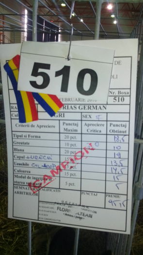 IMG_20160214_113619 - Divizia de iarna