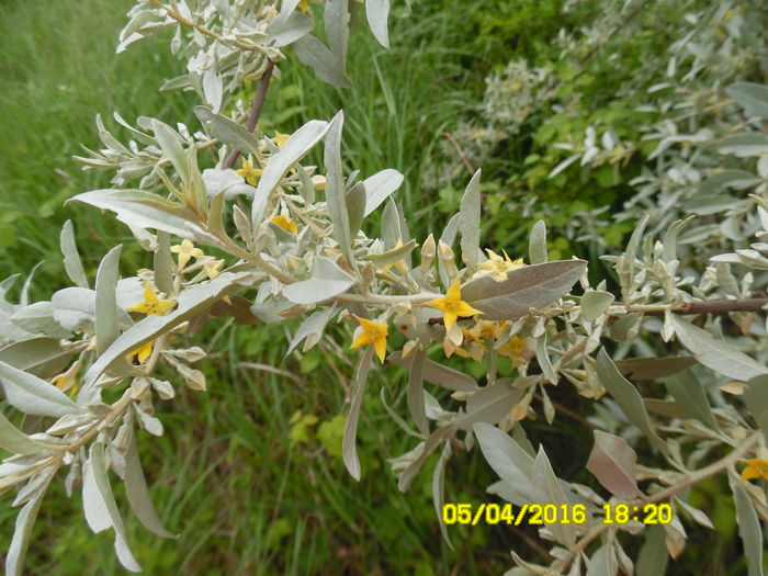 Eleagnus angustifolia (salcie mirositoare); are un parfum foarte placut

