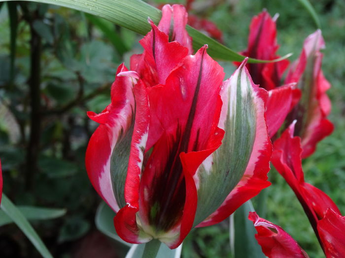 DSC06504 - In gradina 2016