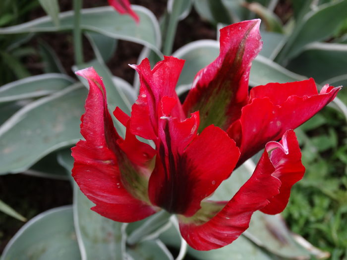 DSC06505 - In gradina 2016