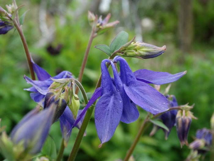 DSC06469 - In gradina 2016