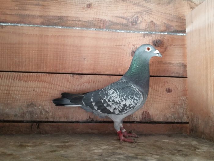 M Serban Gheorghe-VS