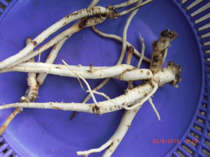 Ginseng Chinezesc2 - Ginseng chinezesc peren