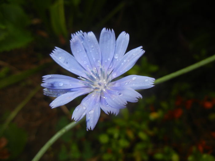 Cichorium intybus (2015, July 10)