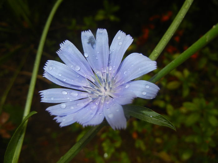 Cichorium intybus (2015, July 10)