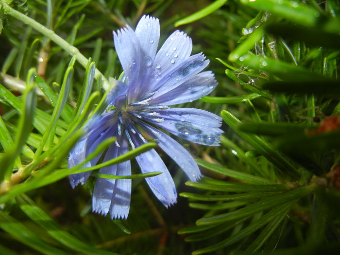 Cichorium intybus (2015, July 10)