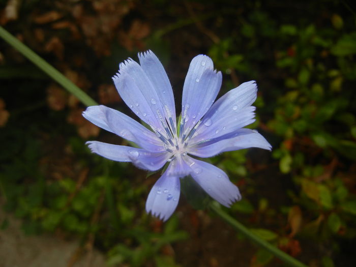 Cichorium intybus (2015, July 10) - Cichorium intybus_Cichory