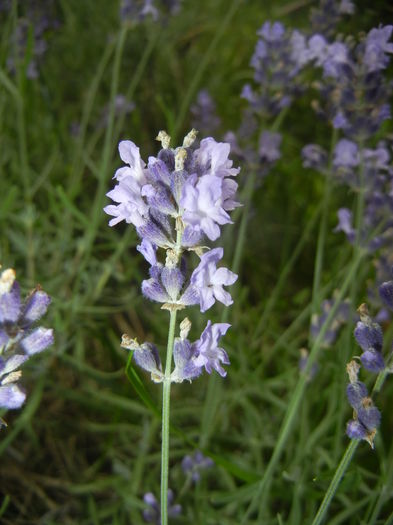 Lavender_Lavanda (2015, July 03) - LAVENDER Lavanda