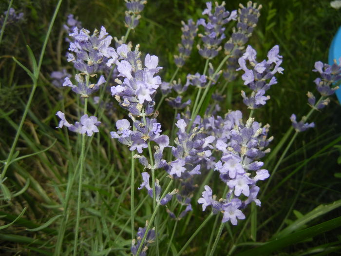 Lavender_Lavanda (2015, July 03)