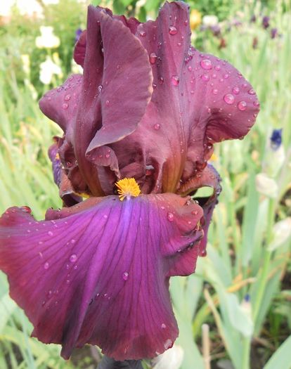 Martel (1) - Iris oferta 2016