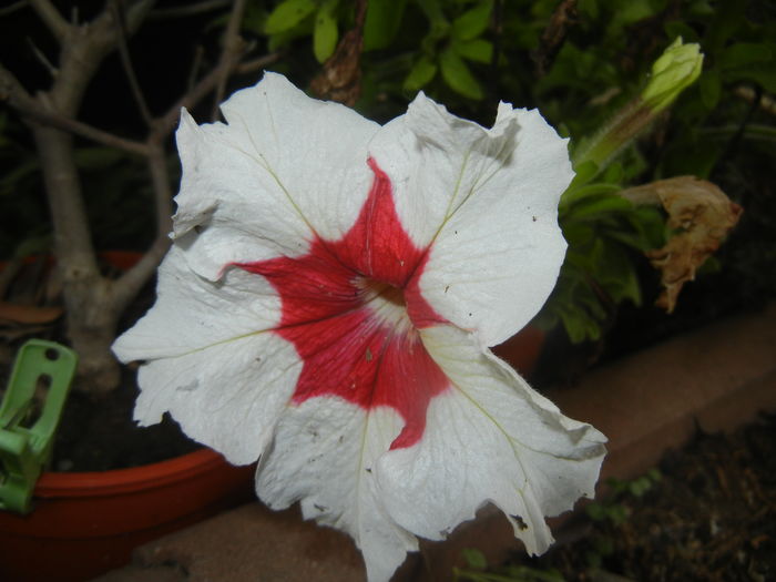 Petunia (2015, July 03) - PETUNIA Simple