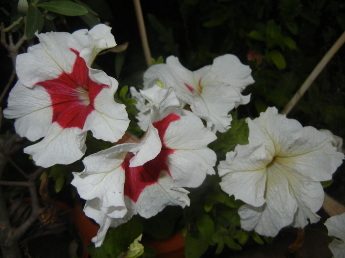 Petunia (2015, July 03) - PETUNIA Simple