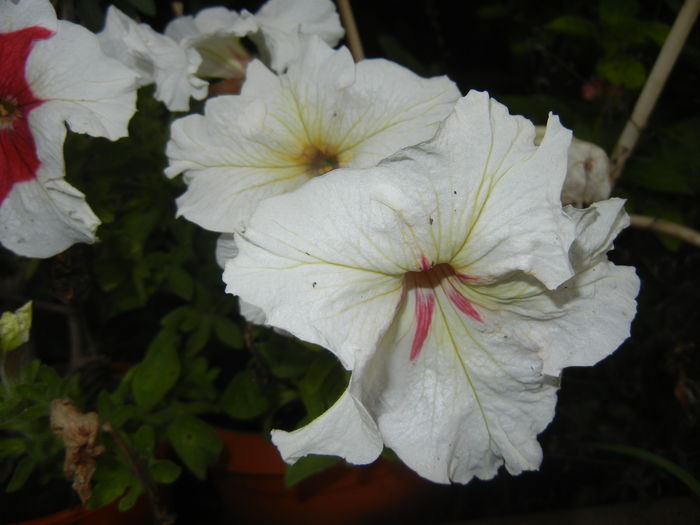 Petunia (2015, July 03) - PETUNIA Simple