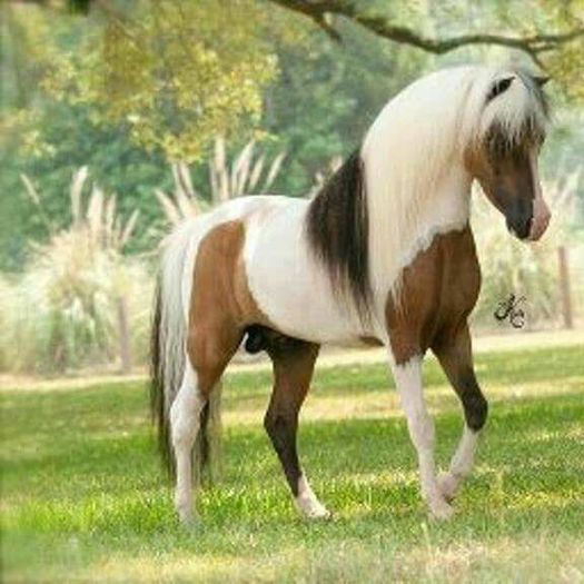 FB_IMG_1462380533100 - C Pentru cei care le plac aceste animale