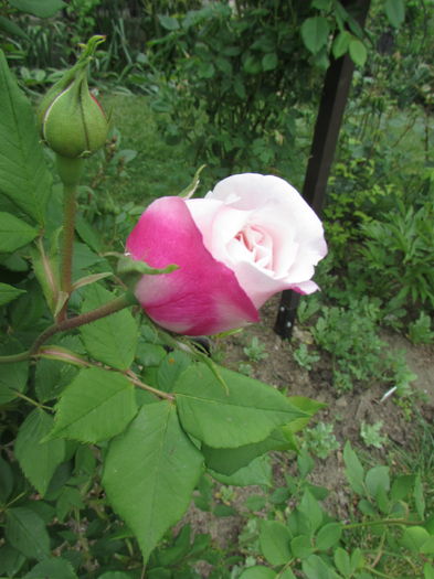 'Madame Pierre Oger'; Bourbon.
Discovered by Pierre Oger (France, 1878).
