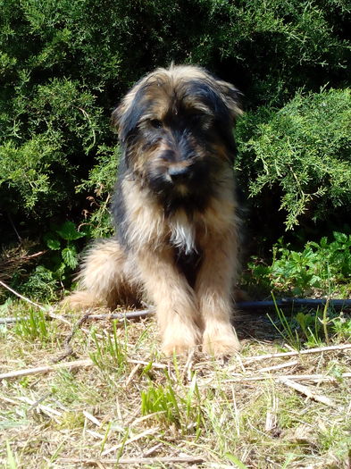 Raven - BRIARD Ciobanesc de BRIE