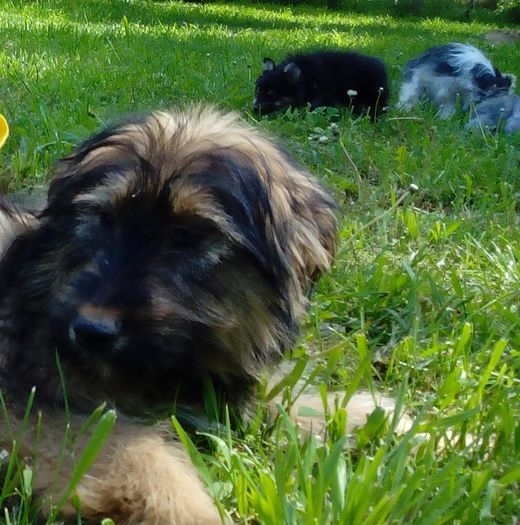 IMG_20160424_143402 - BRIARD Ciobanesc de BRIE