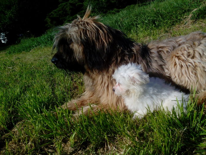 Ciobanesc de Brie Briard - BRIARD Ciobanesc de BRIE