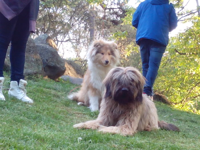 Collie Rough si BRIARD - BRIARD Ciobanesc de BRIE