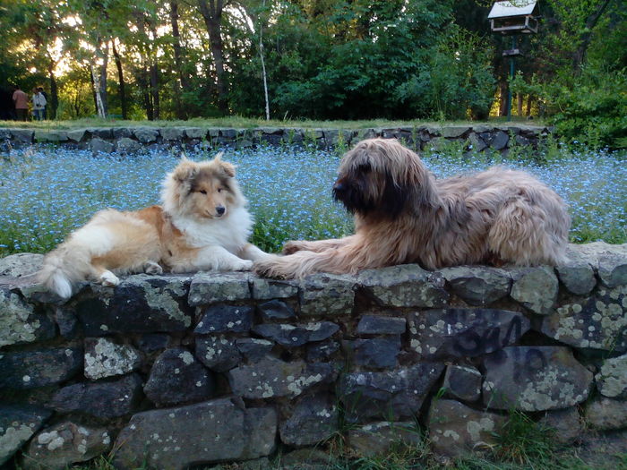 briard si collie; Ballo si Celine
