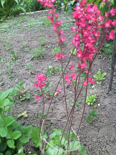 Flori de heuchera