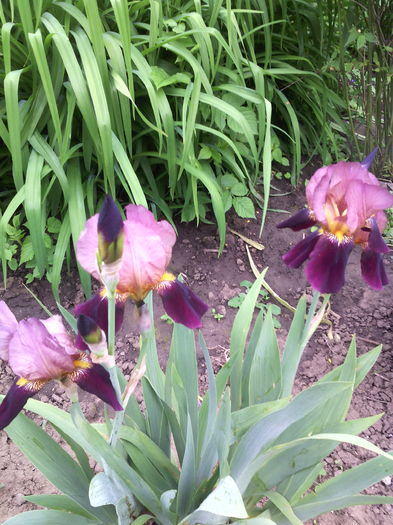 IMG_20160502_161418 - 01-Flori din curtea mea 2016