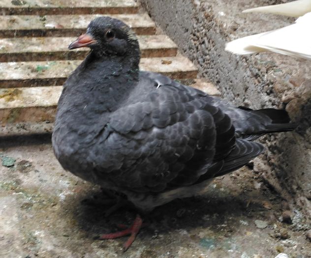 femela 2016 - inel A 0275