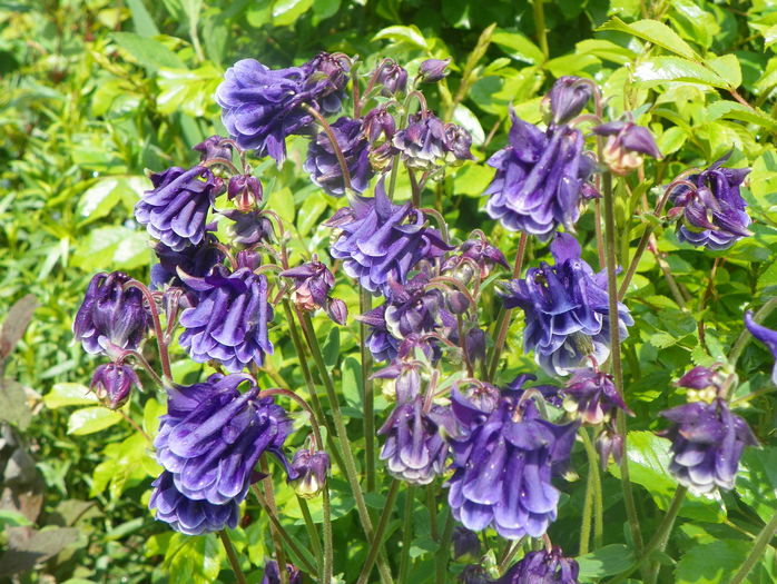 William Guiness double