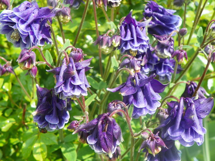 William Guiness double