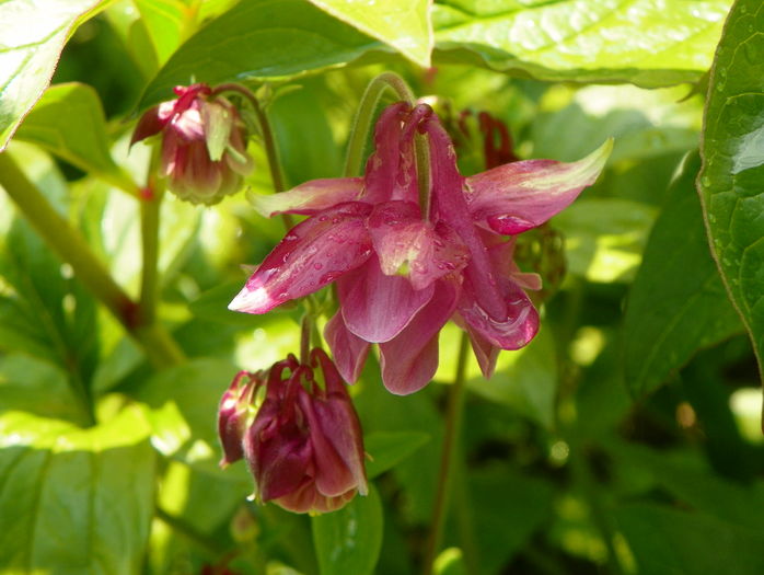 5 mai (41) - Aquilegia 2016