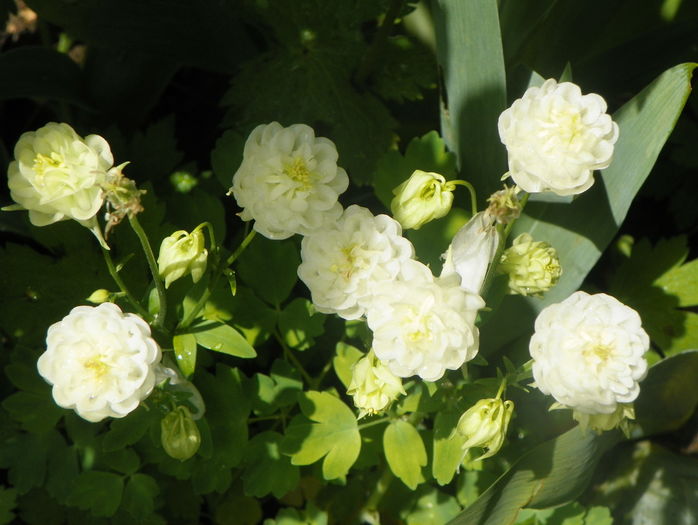 Winky Double White & White