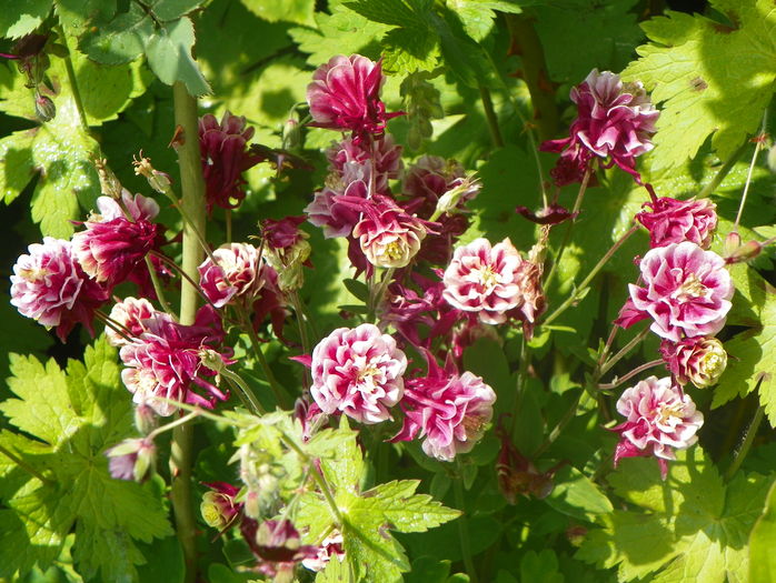 Winky Double Red & White