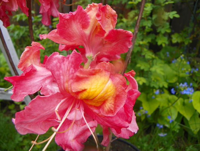 azalea Juanita