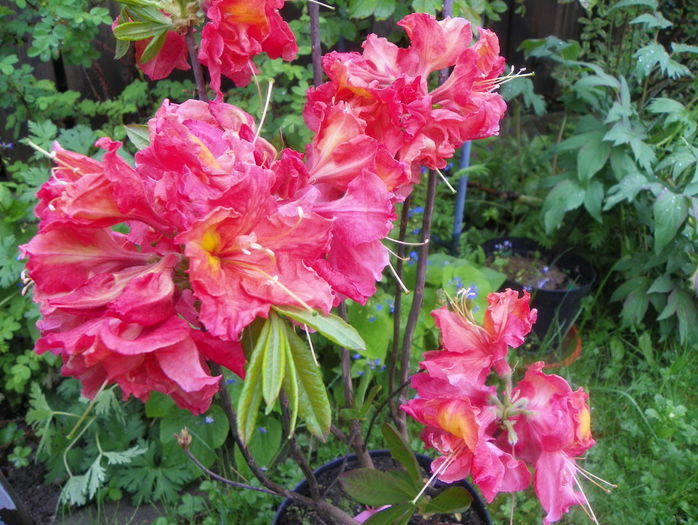 azalea Juanita