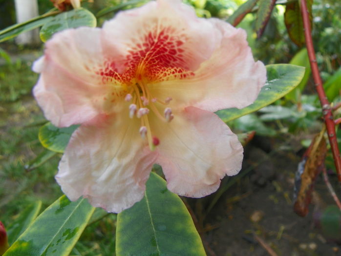 rhododendron Bernstein